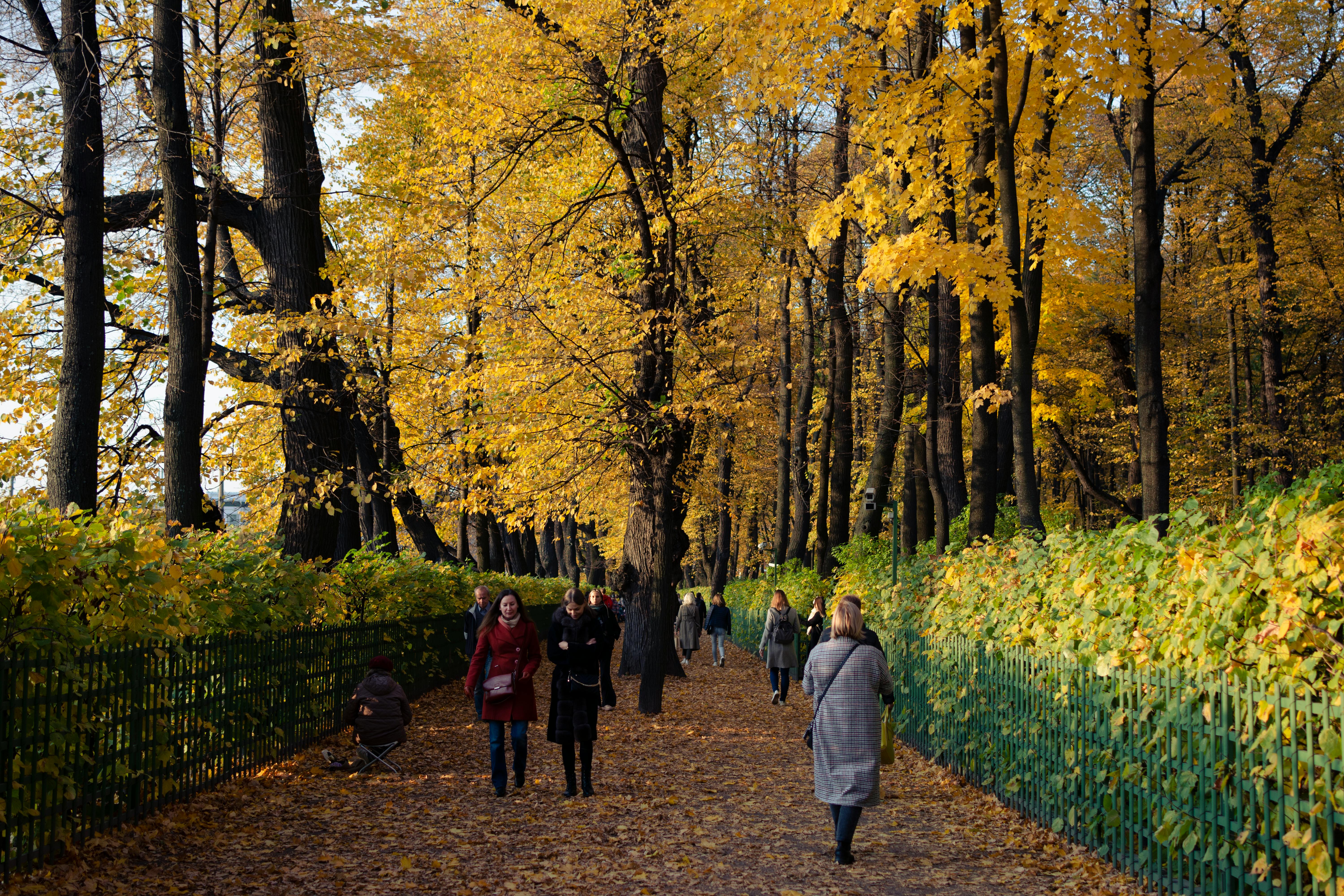 Person walking in a park during autumn, looking relaxed
